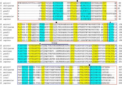 Glyceraldehyde-3-Phosphate Dehydrogenase of Babesia microti Is a Plasminogen- and Actin-Binding Protein